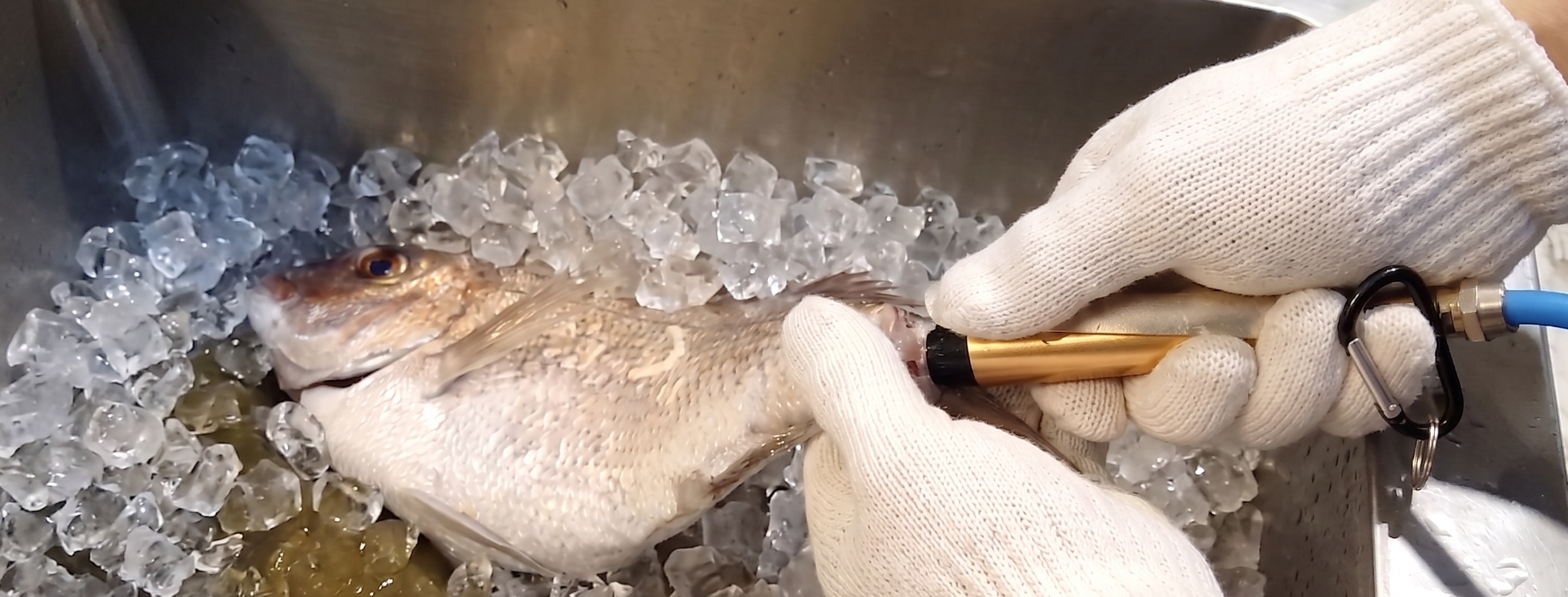 신케지메 / 이케지메 / 스키비키 / 시오지메