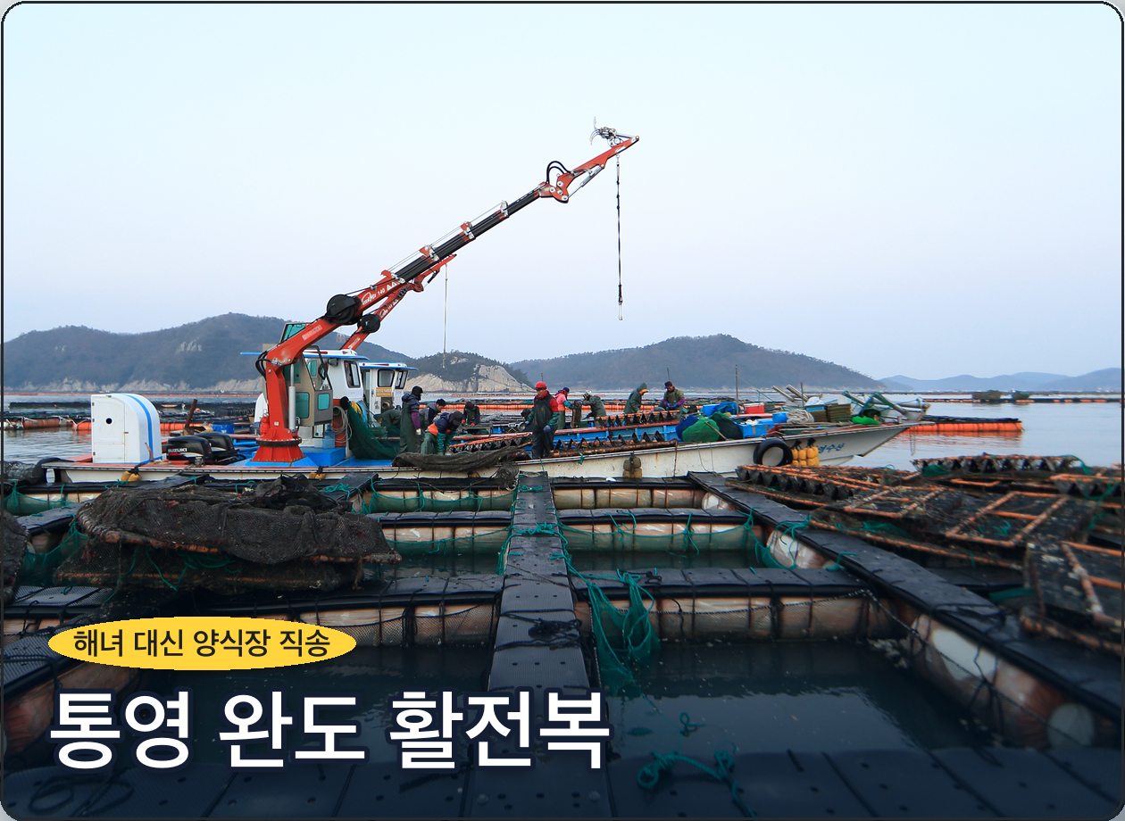 통영 완도 활전복