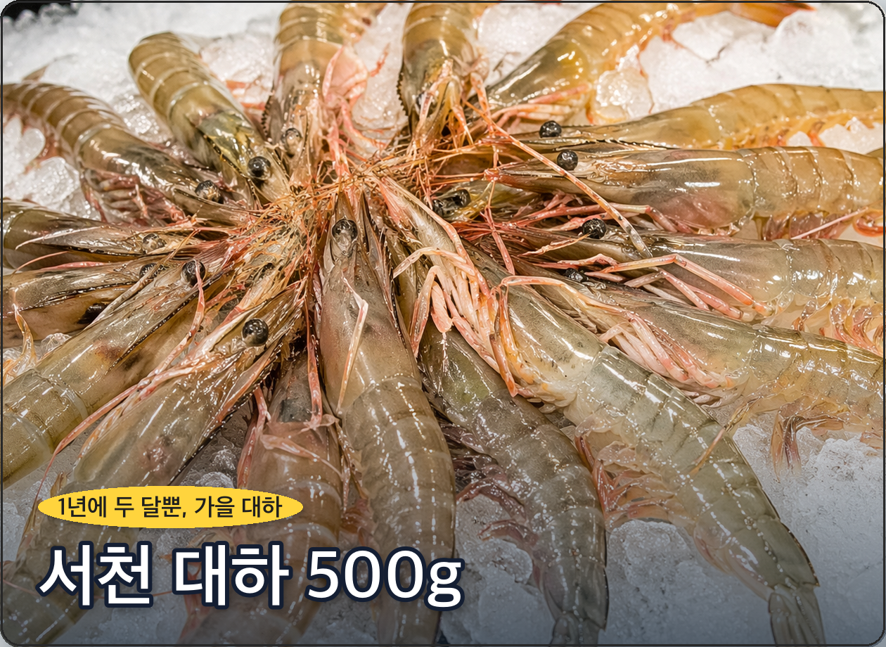 서천 대하 500g