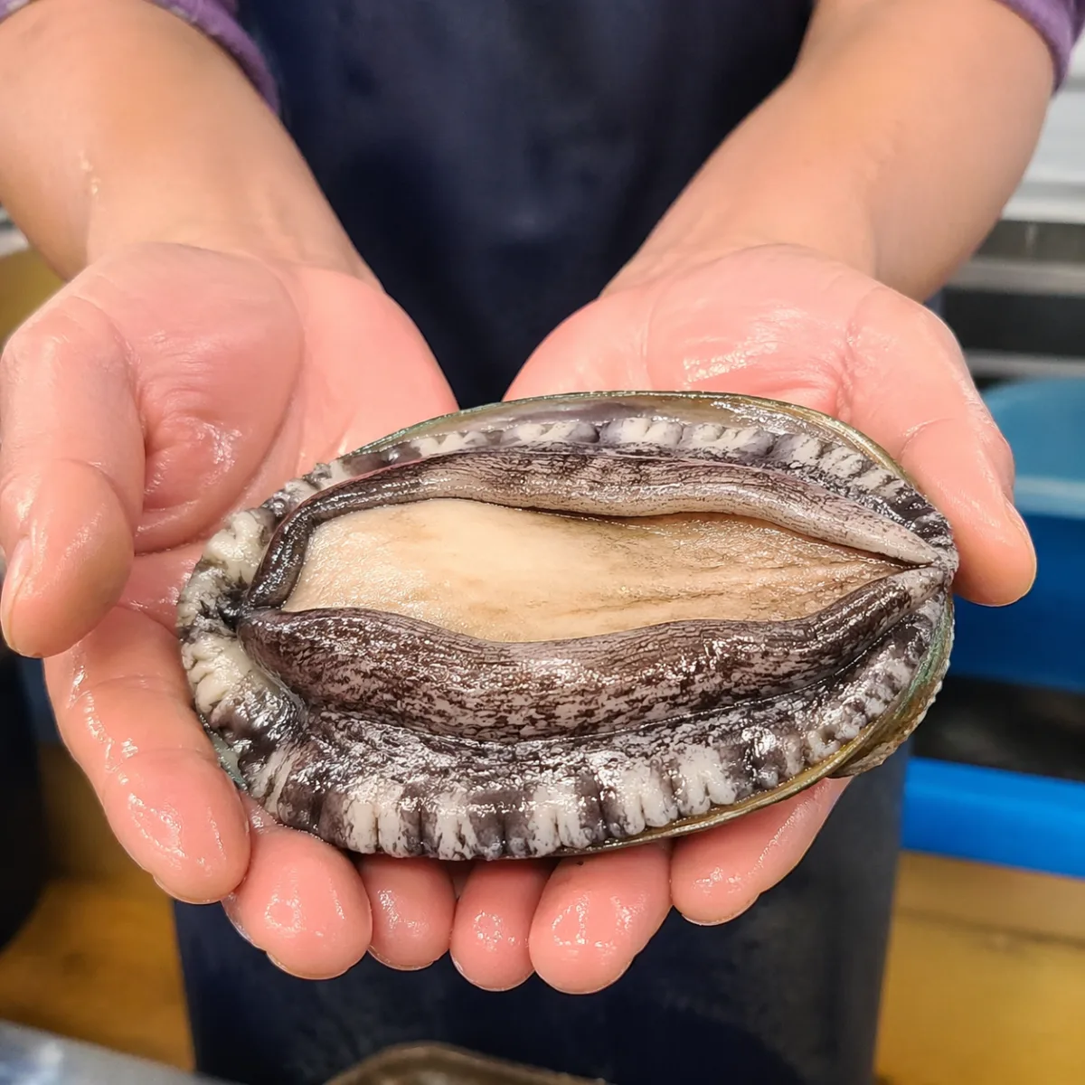 통영 완도 활전복 10마리