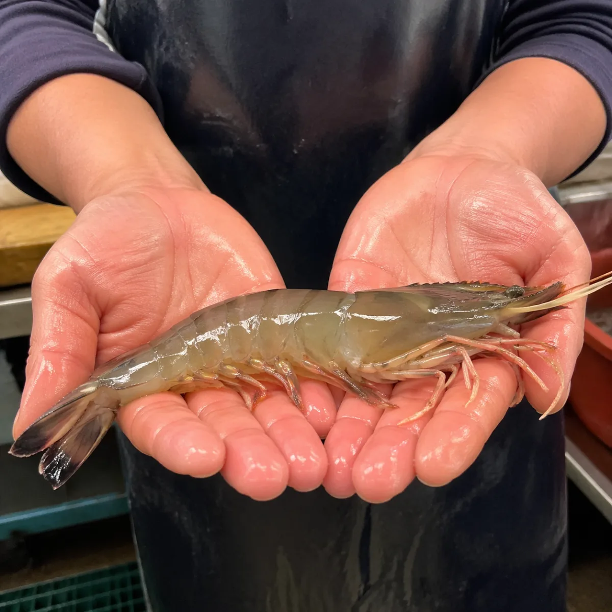 서천 대하 500g (8~10미)